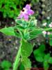 Borago officinalis